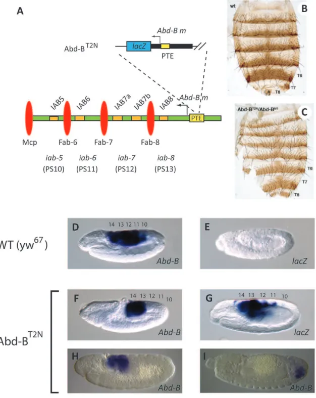 Figure 2. P element insertion into the endogenous PTE results in homeotic transformation and loss of Abd-B expression