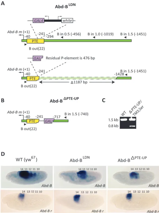 Figure 3. Deletion of the PTE and upstream sequences at the endogenous BX-C disrupts Abd-B expression