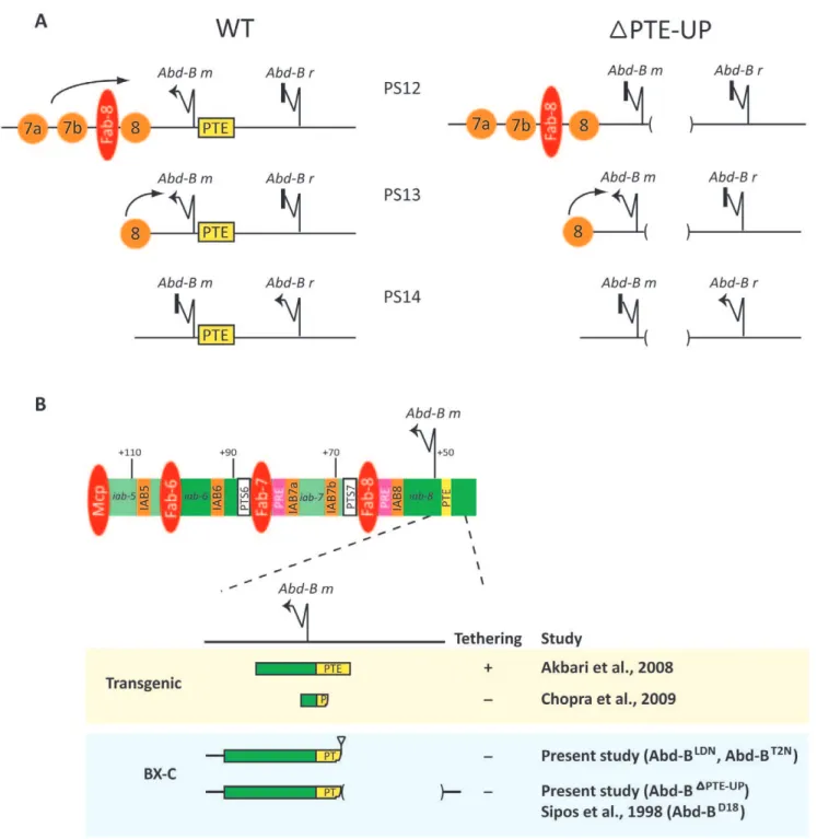 Figure 4. PTE sequence is required for specific promoter-enhancer tethering at the Abd-B gene