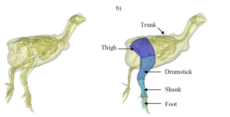 Figure 1 A 3D model representation of the broiler showing the body and pelvic limb segments