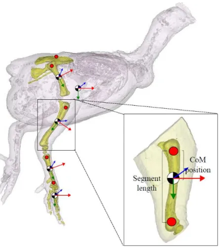 Figure 2 Segment inertial properties. The pelvis, femur, tibiotarsus, tarsometatarsus and the bones of the foot are highlighted in this 3D model