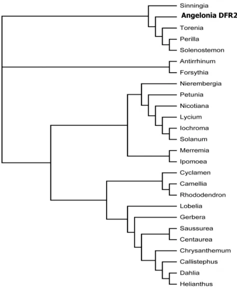 Figure 4. Phylogenetic tree of amino acid sequences of DFRs from different plant species