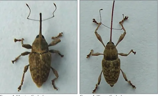 Figure 1. C. elephas  male