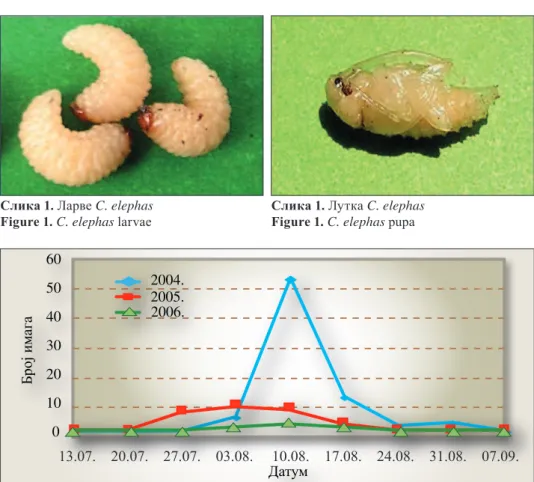 Figure 1. C. elephas larvae Слика 1. Лутка  C. elephasFigure 1. C. elephas pupa
