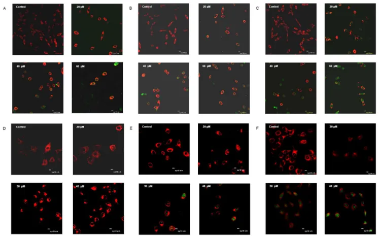 Figure 5. Laser scanning confocal microscopy images of MDA-MB-231 and MCF-7 cells treated with FITC-labeled temporin-1CEa for 5 min (A: MDA-MB-231; D: MCF-7), 10 min (B: MDA-MB-231; E: MCF-7) and 60 min (C: MDA-MB-231; F: MCF-7).