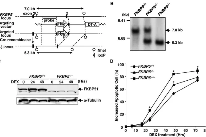 Figure 1. Targeted disruption of the human FKBP5 locus. (A) Schematic representation of the FKBP5 locus and the targeting vector