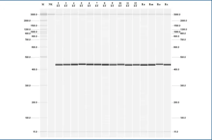 Figure 5. Molecular identiication Brucella genus for isolates from the epididymis and testicle tissues from rams in the Pirot Municipality, Republic of  Serbia, 2010-2011.