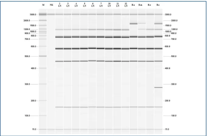 Figure 8. Molecular typing of Brucella isolates from lymph nodes tissue of rams in the Pirot Municipality, Republic of Serbia, 2010-2011tested by  multiplex PCR (Bruce-ladder).