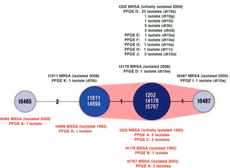 Figure 2. Minimum spanning tree (MST) of the seven ST93 spa types. Cluster analysis was performed using the spa typing plug-in tool of the BioNumerics program