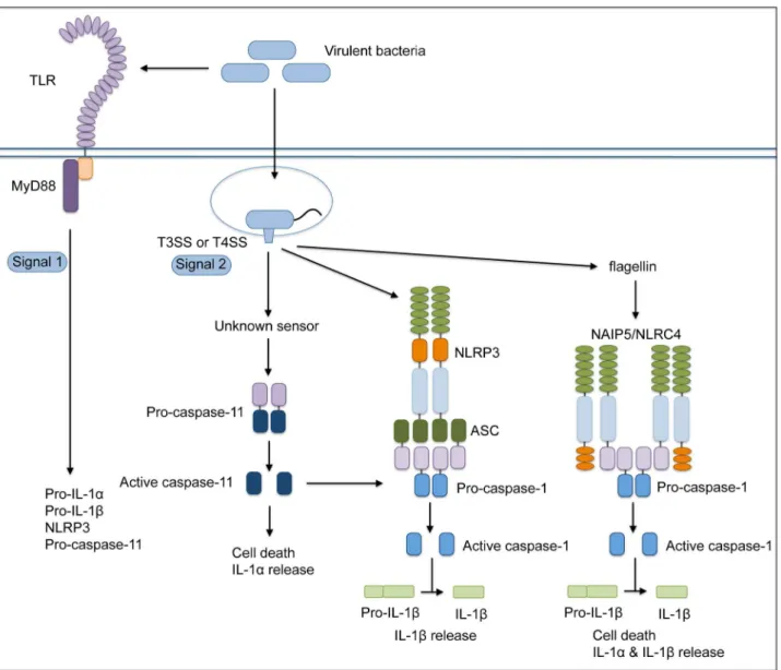 Figure 8. Caspase-11 controls multiple pathways of inflammasome activation in response to bacterial secretion systems that access the host cytosol