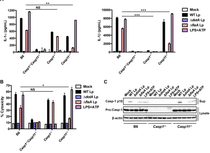 Figure 2. Caspase-11 controls the release of IL-1a and IL-1b and pyroptosis in response to flagellin-deficient L