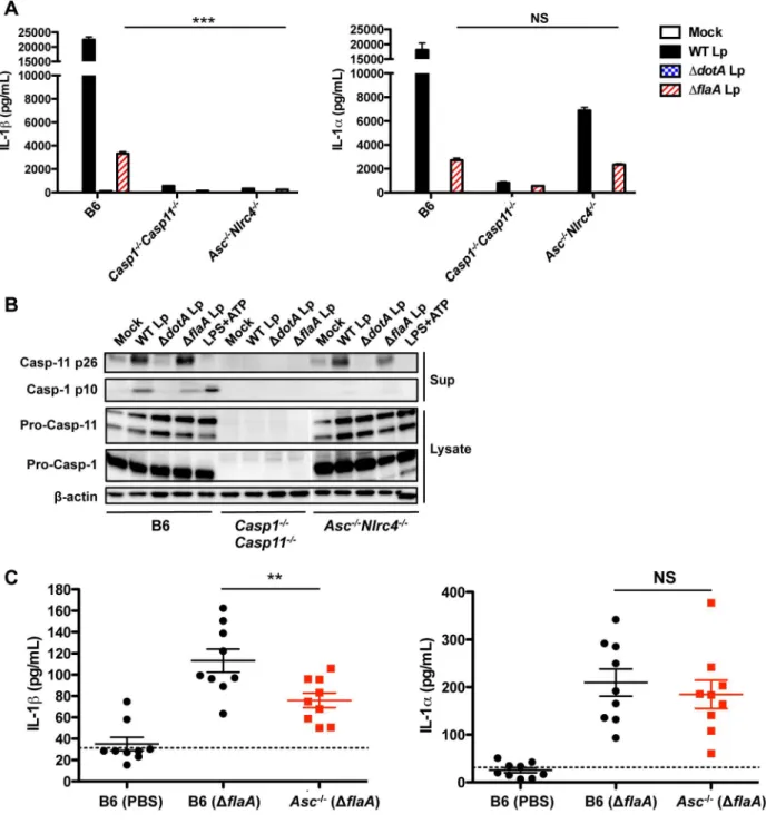 Figure 3. Caspase-11 activation is independent of ASC and NLRC4. (A) Unprimed B6, Casp1 2/2 Casp11 2/2 , or Asc 2/2 Nlrc4 2/2 BMDMs were infected with WT L