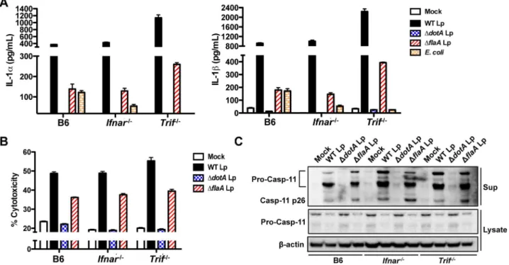 Figure 6. Caspase-11 mediates inflammasome activation in response to a functional Yersinia type III secretion system