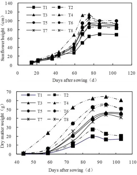 Figure 6. Variation of sunflower height and dry matter weigh with days after sowing.