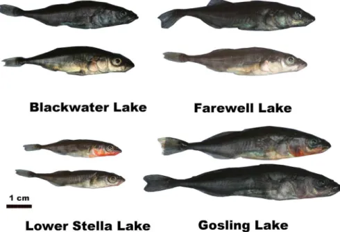 Fig 1. Variation in male color within and among populations of threespine stickleback studied in this paper