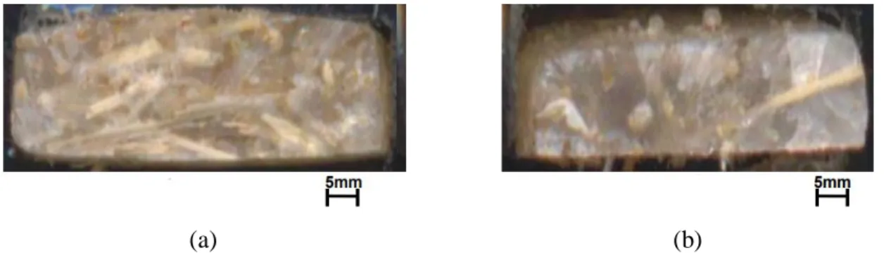 Figura 4. Superfície de fratura dos compósitos de cana-de-açúcar para comprimentos de 5 mm (a) e de 15 mm  (b).