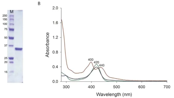 Figure 3. Functional assay of Rv0132c– D 38 protein. The FGD activity was assessed for Rv0132c–D38 protein and Mtb–FGD1 as a positive control