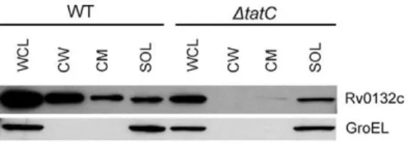 Figure 6. Subcellular localization of Rv0132c protein. (A) Western blots of M. tuberculosis H37Rv subcellular fractions using 1/25000 dilution of anti–Rv0132c antiserum