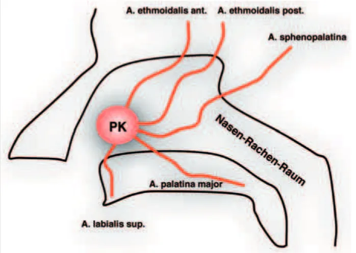 Abbildung 2: Schematische Darstellung des Nasen-Rachen-Raums mit der Gefäß- Gefäß-versorgung des Plexus Kiesselbachi (PK).