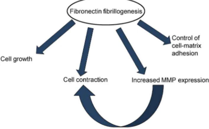 Figure 9. The importance of fibronectin matrix assembly in various cellular processes
