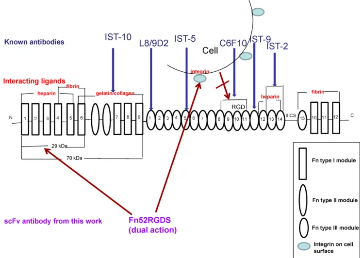 Figure 1. A schematic diagram to illustrate the modular structure of fibronectin, sites of interaction of some of the known anti- anti-fibronectin antibodies, and the proposed dual action of the scFv antibody, Fn52RGDS