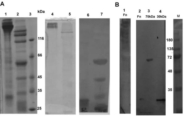 Figure 3. Fn52 binds to cryptic regions in the fibronectin. Panel A: Reducing SDS-PAGE, stained with Coomassie Blue