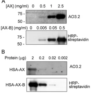 Figure 4. Modification of HSA by AX and AX-B. (A) HSA was incubated in the presence of the indicated concentrations of Ax or Ax-B and adduct formation was assessed by western blot and detection with an anti-AX antibody (AO3.2) or with HRP-streptavidin