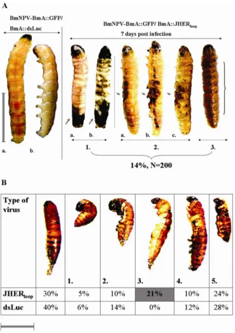 Figure 5. Phenotypic results after baculovirus-mediated dsJHER 472 administration. A. Targeting the SnJHER 472 bp part after baculovirus administration of dsJHER 472 in 5 th instar d3 larvae Left