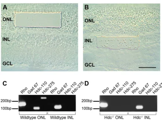 Fig. 1. Expression of Hdc in the mammalian retina. Different regions of the WT and Hdc 2/2 retina were isolated using a laser dissecting microscope