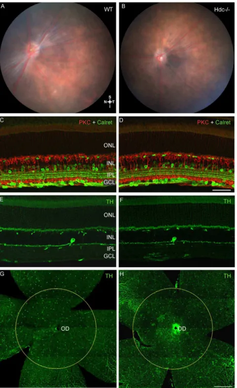 Fig. 3. Neuronal integrity of re-derived Hdc 2/2 mice. Retinal fundus images of a three month old WT (A) and Hdc 2/2 mouse (B) retina