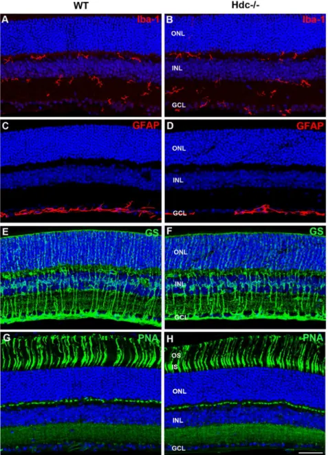 Fig. 4. Glial and microglial changes in Hdc 2/2 mice. Vertical sections of WT- (A, C, E, G) and Hdc 2/2 -mice (B, D, F, H) immunolabeled for the microglial marker, IbA1 (red; A, B), GFAP (red; C, D), glutamine synthetase (green; E, F), and the cone photore