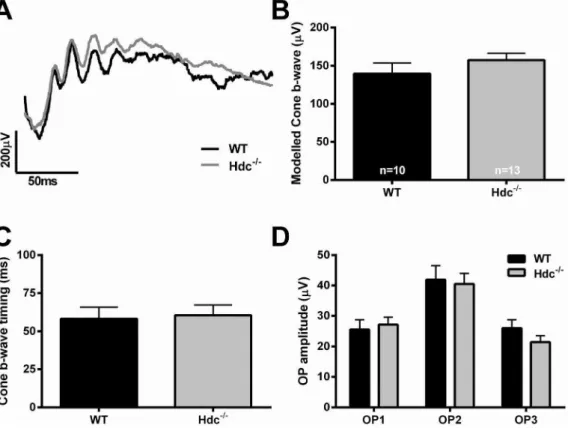 Fig. 6. Cone mediated function in Hdc 2/2 mice. (A) Representative cone mediated waveforms from an adult WT (black) and Hdc 2/2 mouse (grey)