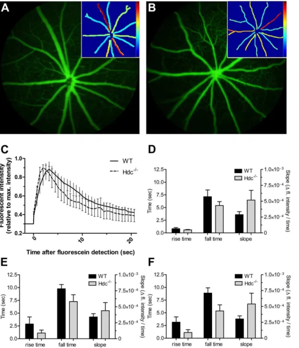 Fig. 7. Vascular function in wildtype and Hdc 2/2 mice. (A, B) Representative fluorescein images from an adult WT(A) and Hdc 2/2 (B) mouse retina taken at the peak fluorescein intensity