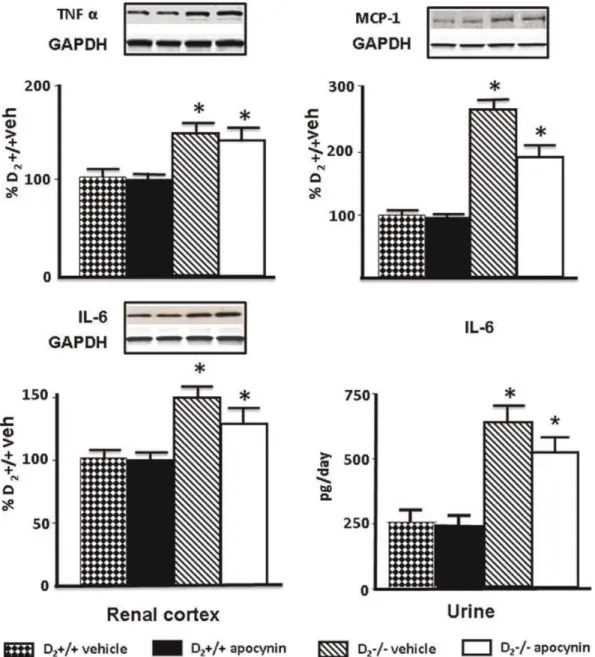 Figure 3. Effect of apocynin on renal cortical expression of TNFa, MCP-1, and IL-6, and urinary excretion of IL-6