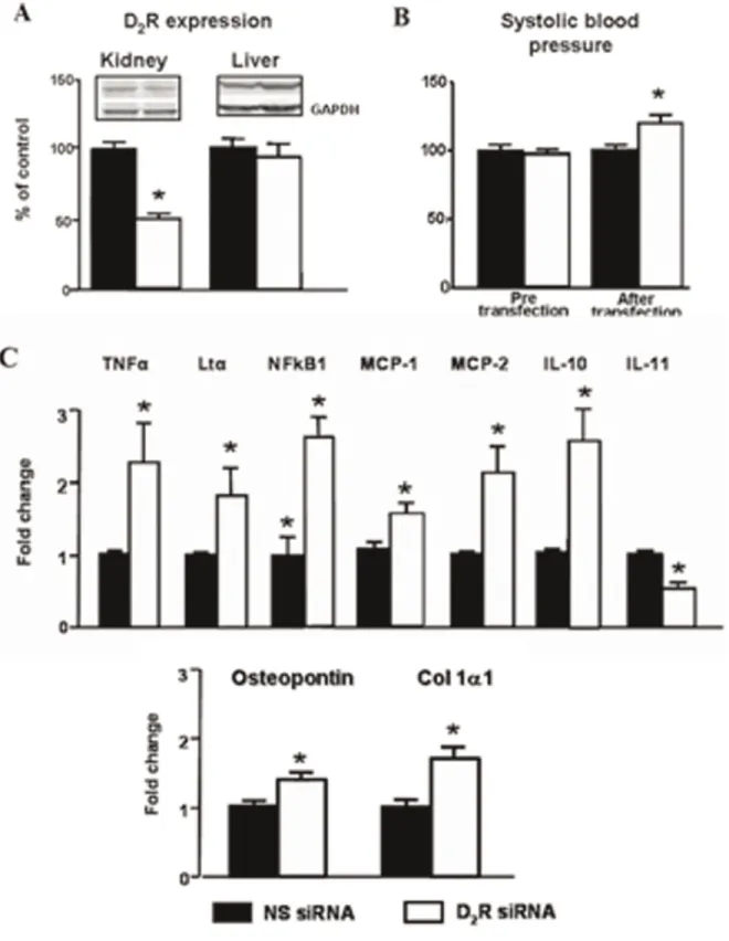 Figure 5. Effect of selective renal silencing of D 2 R in the remaining kidney of uni-nephrectomized mice on blood pressure and expression on inflammatory factors in the kidney and liver