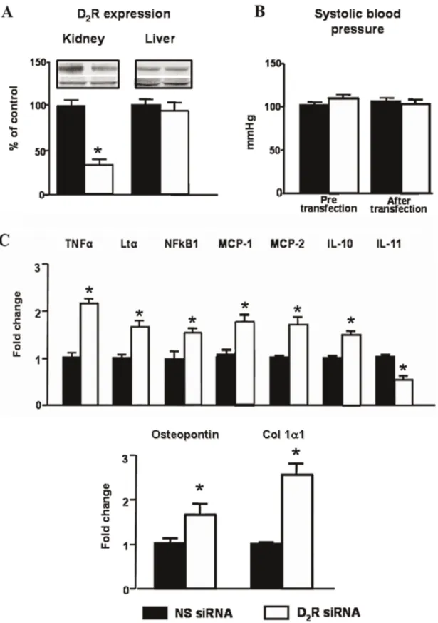 Figure 6. Effect of selective renal silencing of D 2 R in one kidney of mice without uni-nephrectomy on blood pressure and expression of inflammatory factors in the kidney and liver