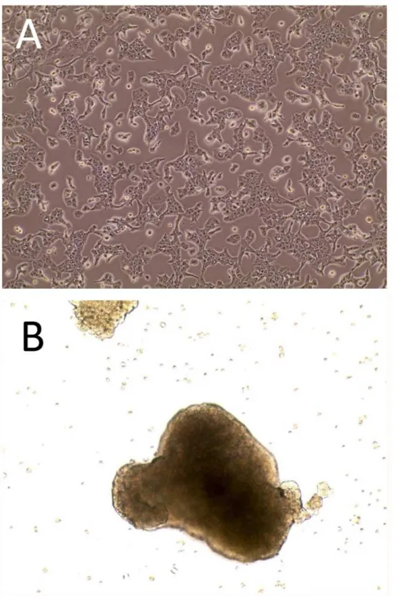 Fig 1. Morphology of cultures of the SK-ChA-1 cell line. Panel A, appearance of the adherent bidimensional culture and, Panel B, appearance of the MCTS (Multicellular Tumor Spheroids)