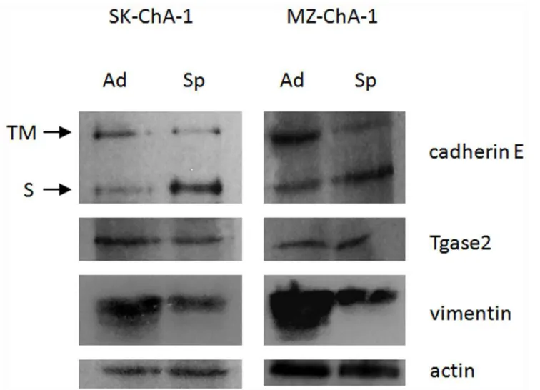 Fig 3. Western blot analysis in adherent and spheroid cells. The figure presents a representative experiment obtained with SK-ChA-1