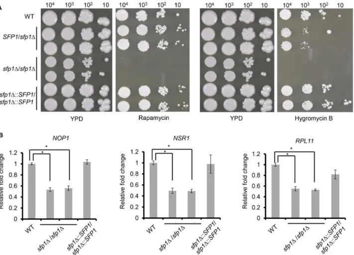 Fig 2. C . albicans Sfp1 regulates ribosomal gene expression and is related to the TOR signaling pathway