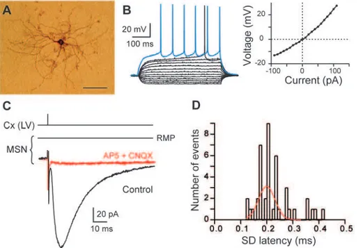 Figure 1. MSN characterization and corticostriatal monosynaptic transmission. (A) High magnification of a MSN injected with biocytin (scale bar, 100 mm)