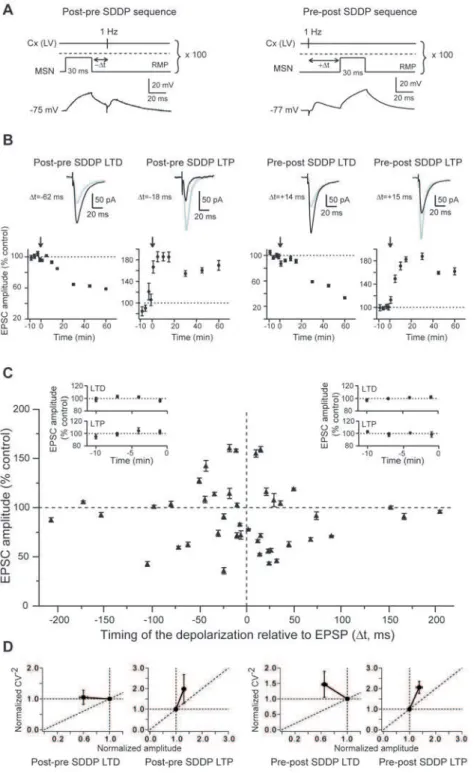 Figure 2. Postsynaptic subthreshold depolarizations paired with presynaptic stimulations induce long-term synaptic plasticity