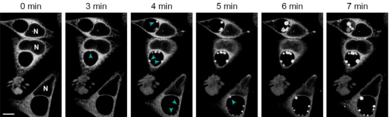 Fig 3. ER-RFP translocates into the inclusion lumen during chemical fixation. HeLa cells were infected with C