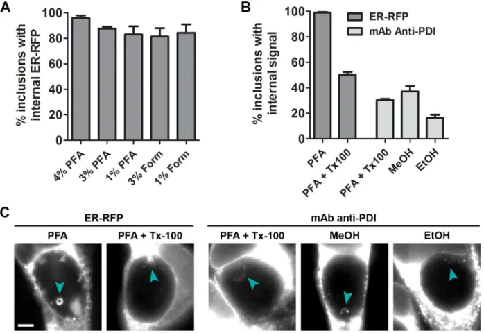 Fig 4. ER structures are detected via immunofluorescence microscopy within inclusions after both formaldehyde and alcohol-based chemical fixation