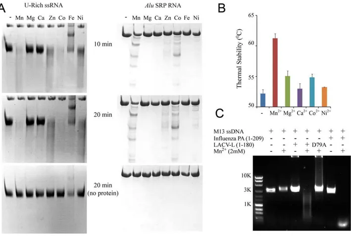 Figure 4. Divalent cation-dependent nuclease activity and thermal stability of LC180. (a) RNA Nuclease activity of LC180