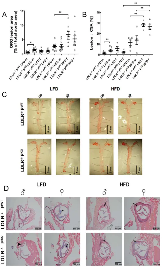 Figure 1. Development of atherosclerotic plaques in LDLR 2 / 2 PWT and LDLR 2 / 2 PKO mice fed LFD and HFD
