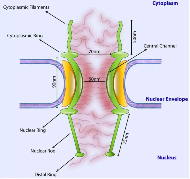 Figure 2. Dimensions of different subunits of the Xenopus oocyte NPC that were used in our model
