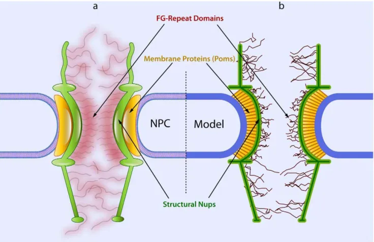 Figure 6. The structural components of the NPC and their equivalences in our model. a) The NPC structure is composed of three different groups of nups, namely poms (yellow), structural proteins (green), and FG-nups (red)