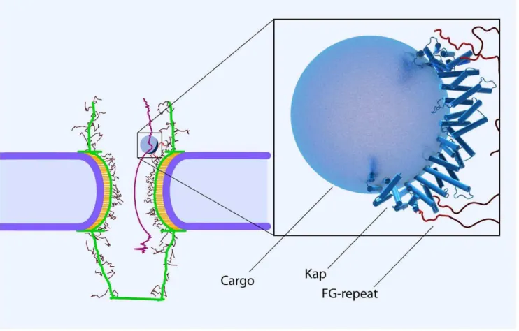 Figure 7. The cargo-complex interacting with FG-repeat domains via hydrophobic patches on the convex surface of the kap-b [46,73]