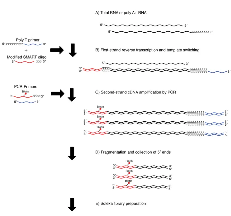 Figure 1. Library preparation using the SMART method. A) The protocol used either poly A+ (0.025–0.5 mg) or total (0.05–1.0 mg) RNA