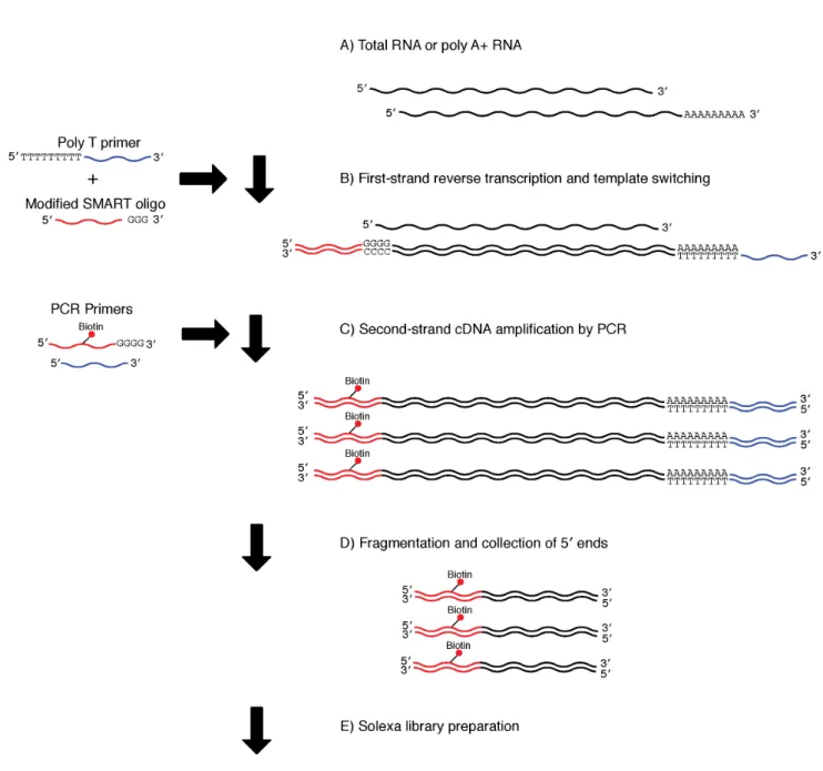 Figure 1. Library preparation using the SMART method. A) The protocol used either poly A+ (0.025–0.5 mg) or total (0.05–1.0 mg) RNA